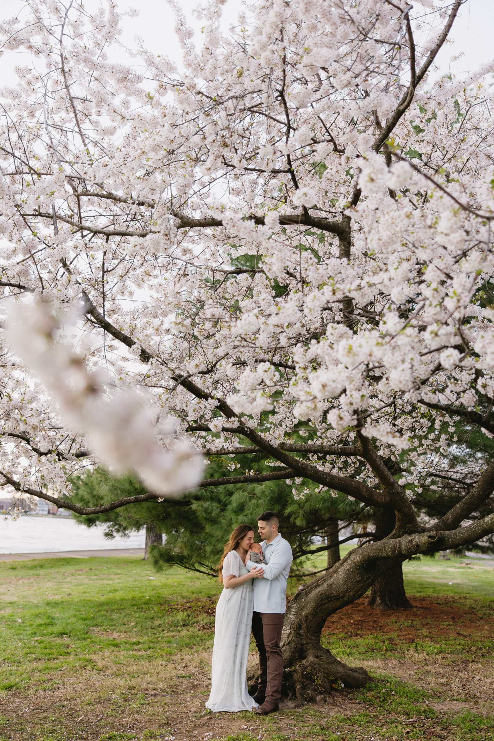 New parents embracing their newborn baby underneath a gorgeous Cherry Blossom tree in Washington DC.
